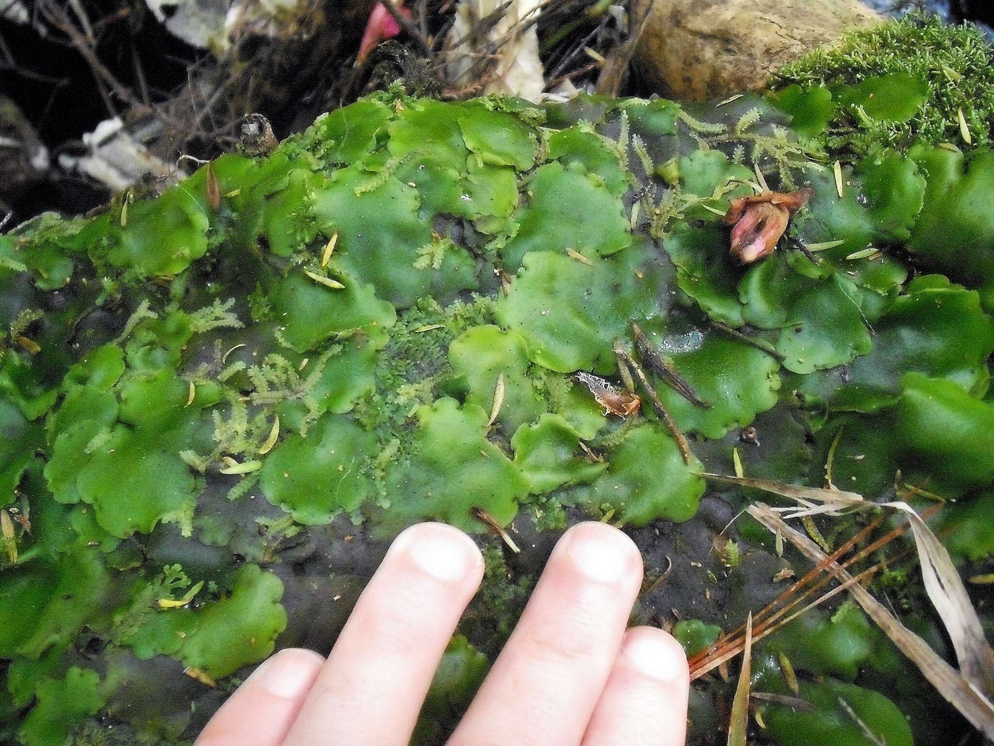 Image of Monoclea forsteri Hook.