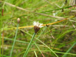 Image of Fimbristylis tetragona R. Br.