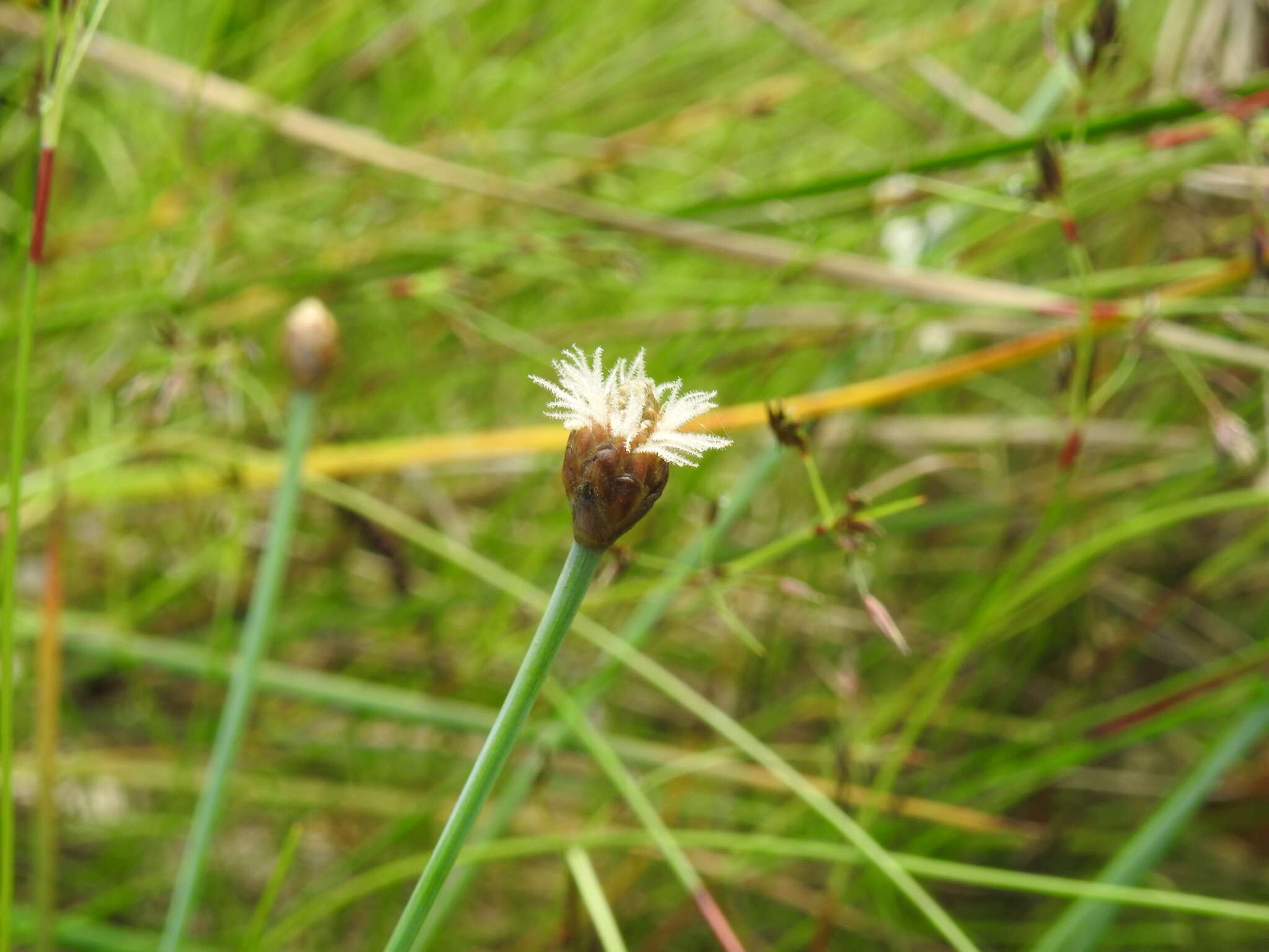 Image of Fimbristylis tetragona R. Br.