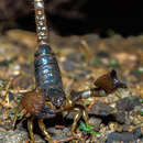 Deccanometrus xanthopus (Pocock 1897) resmi