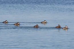Image of Bluebills