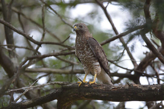 Plancia ëd Buteo platypterus (Vieillot 1823)