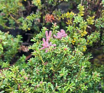 Image of Mountain Plum Pine