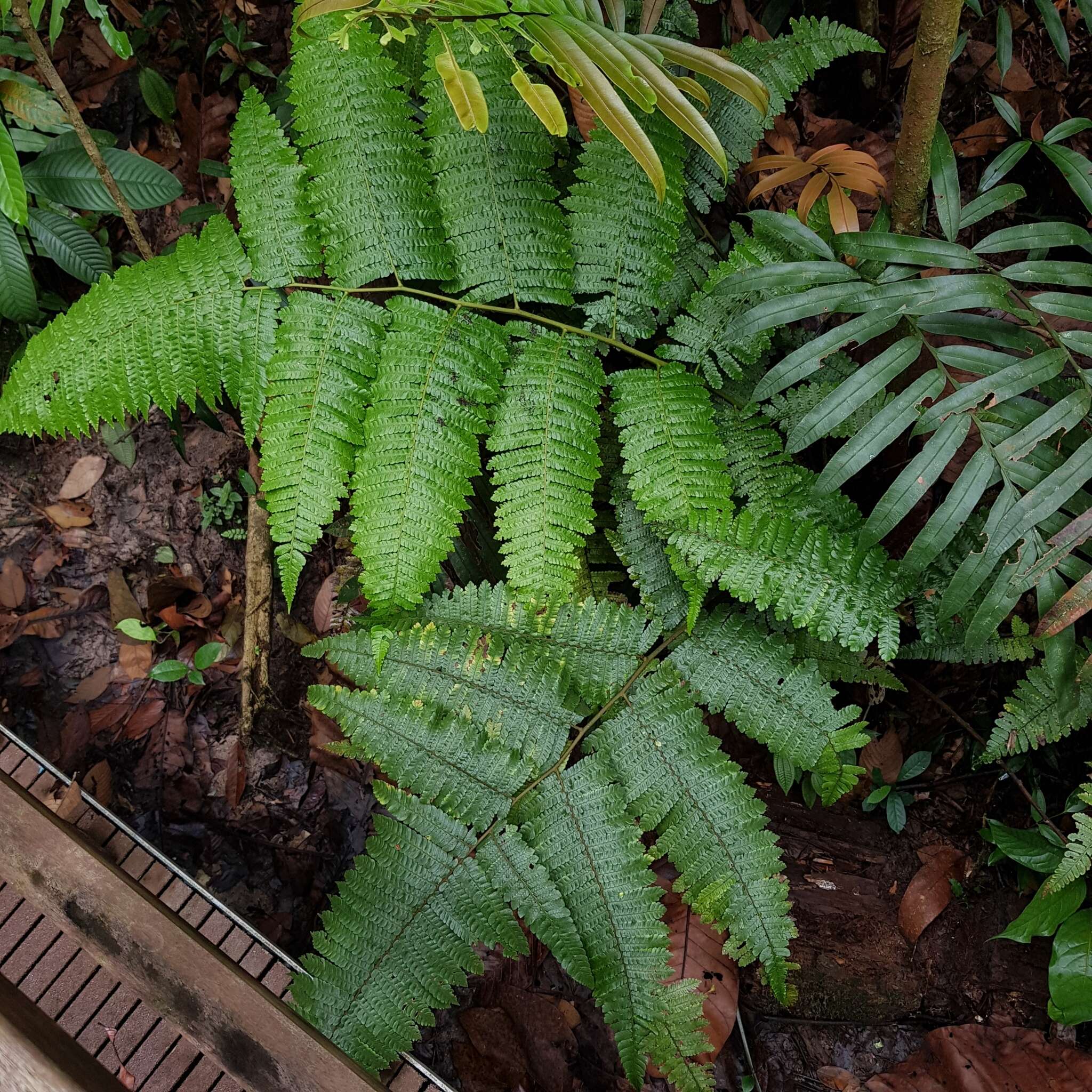 Image of Sphaeropteris squamulata (Bl.) R. M. Tryon