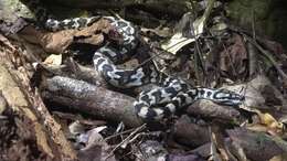 Image of Morelia spilota cheynei Wells & Wellington 1984