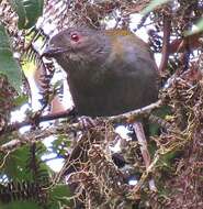 Image of Dusky Bush Tanager