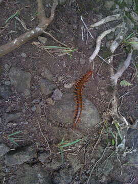 Image of Scolopendra subspinipes Leach 1816