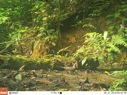 Image of Plumbeous Pigeon