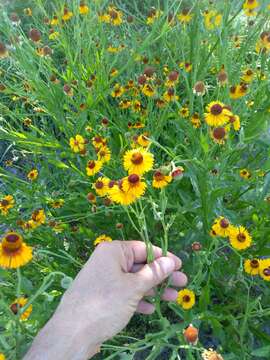 Image of Helenium amphibolum