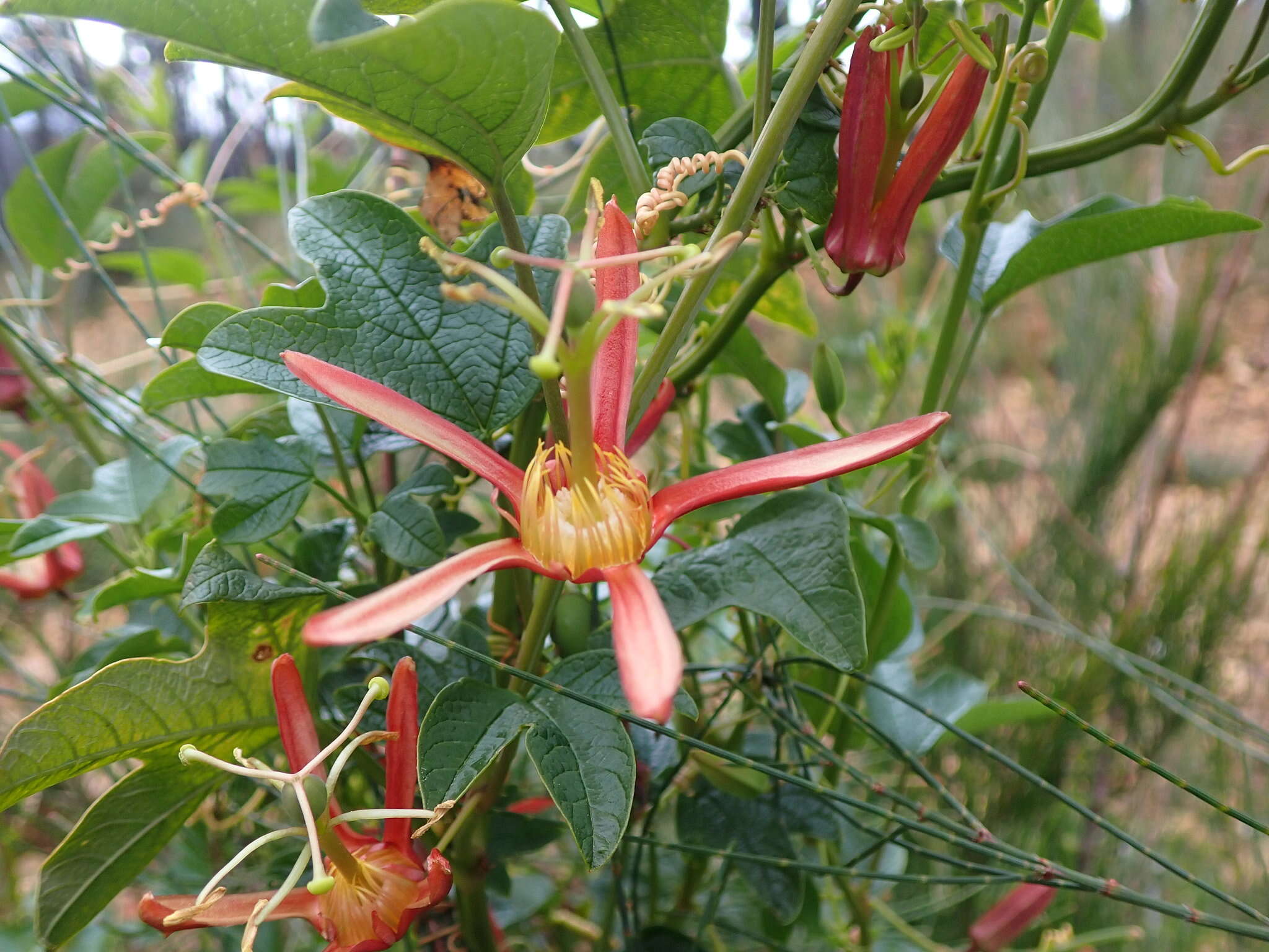 Passiflora cinnabarina Lindl.的圖片