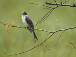 Image of Tyrannus savana monachus Hartlaub 1844