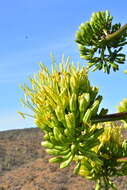 Image of Agave shawii subsp. goldmaniana (Trel.) Gentry