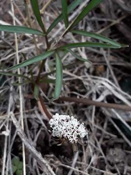 Image of Great Basin Indian potato