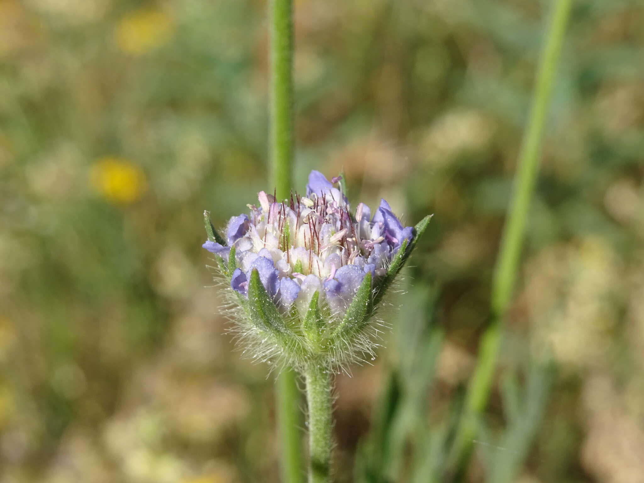 Imagem de Lomelosia stellata (L.) Rafin.