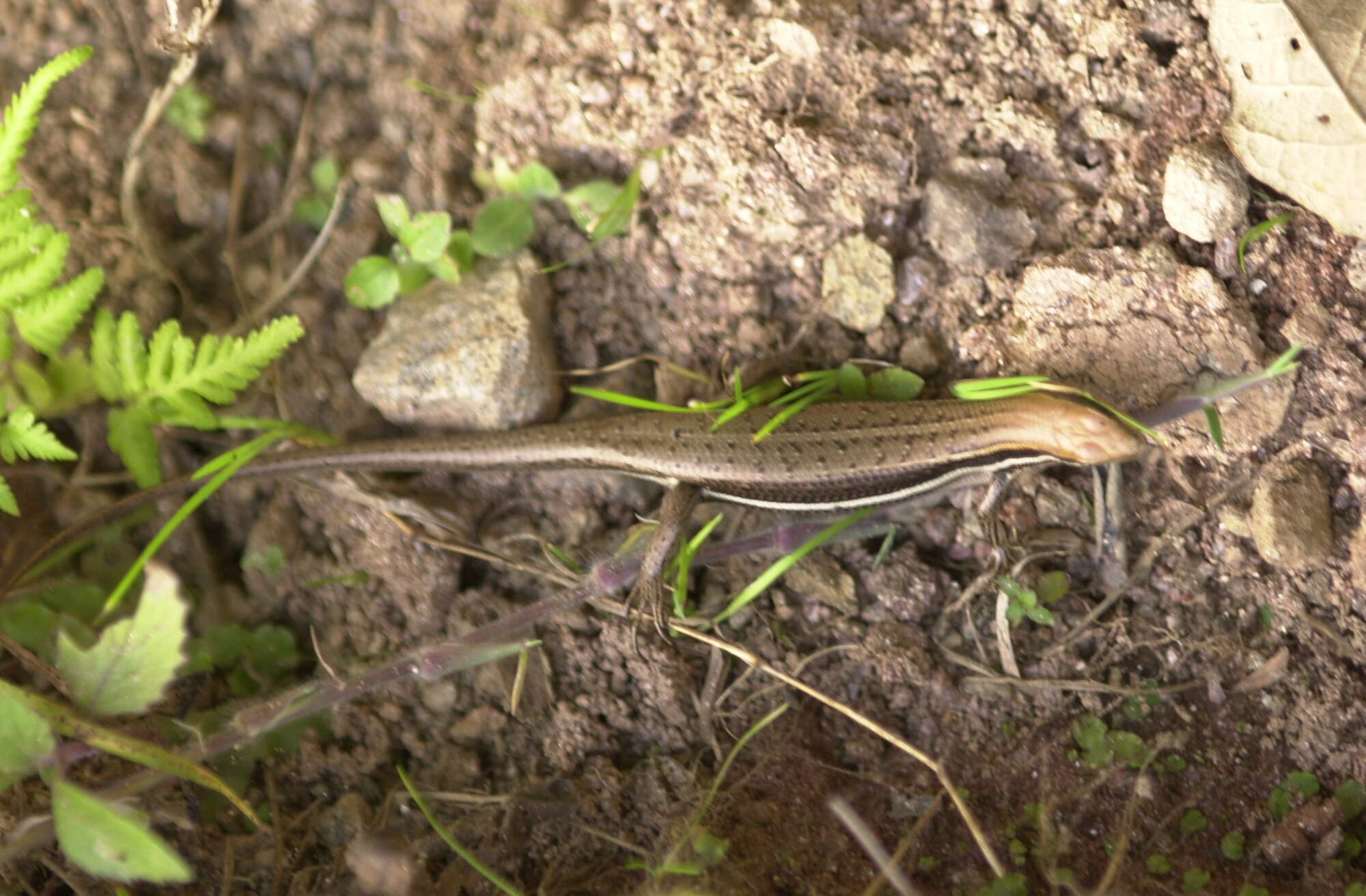 Слика од Trachylepis gravenhorstii (Duméril & Bibron 1839)