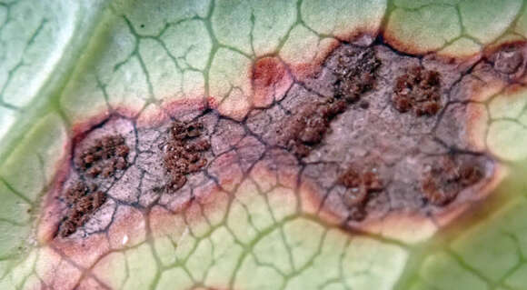 Image de Puccinia coprosmae Cooke 1890