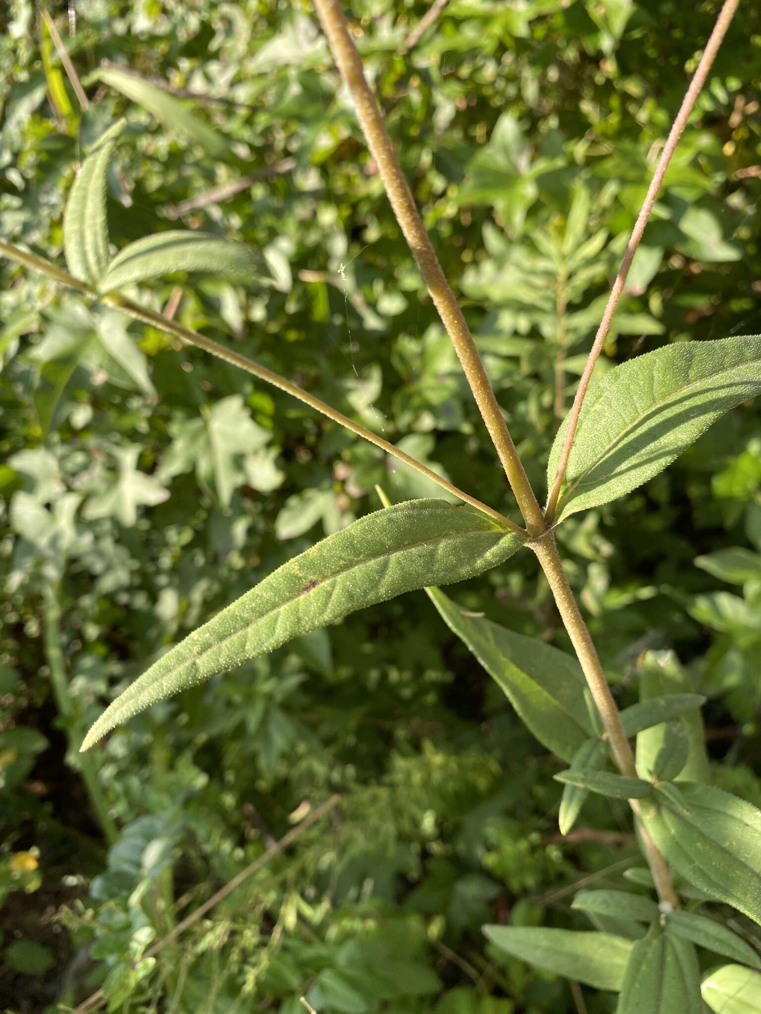 Image of Schweinitz's sunflower