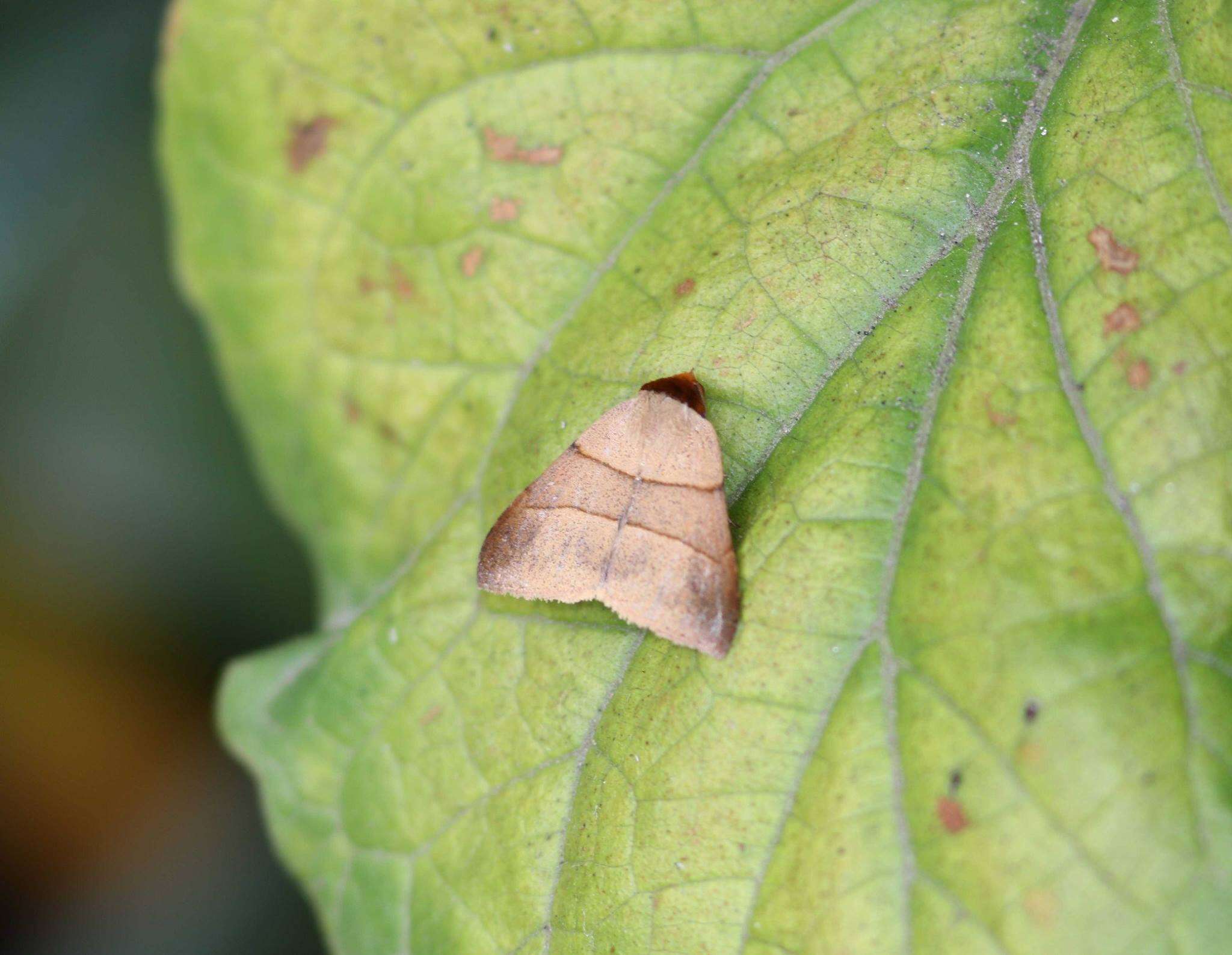 Imagem de Plecoptera luteiceps Walker 1865