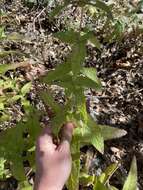 Image de Brickellia betonicifolia A. Gray