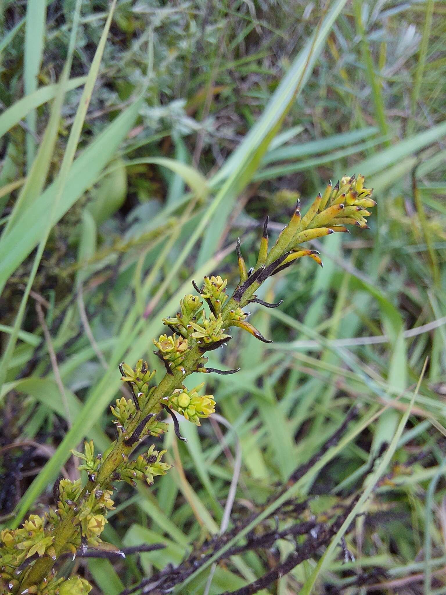 Imagem de Thesium cupressoides A. W. Hill