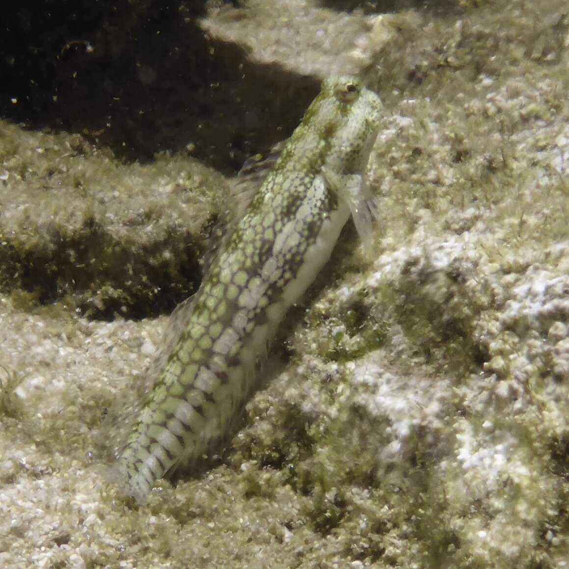 Blenniella gibbifrons (Quoy & Gaimard 1824) resmi