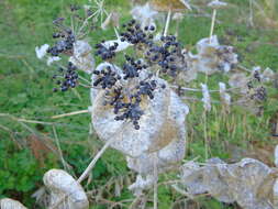 Image of Smyrnium perfoliatum subsp. rotundifolium (Mill.) Bonnier & Layens