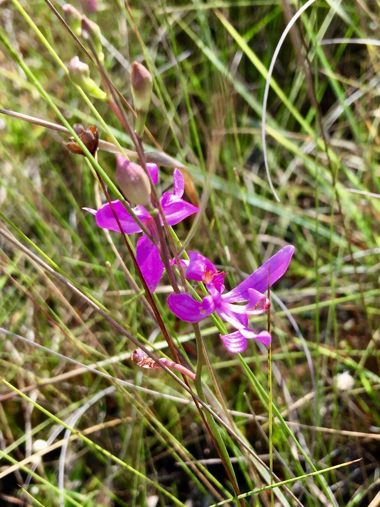 Calopogon pallidus Chapm.的圖片