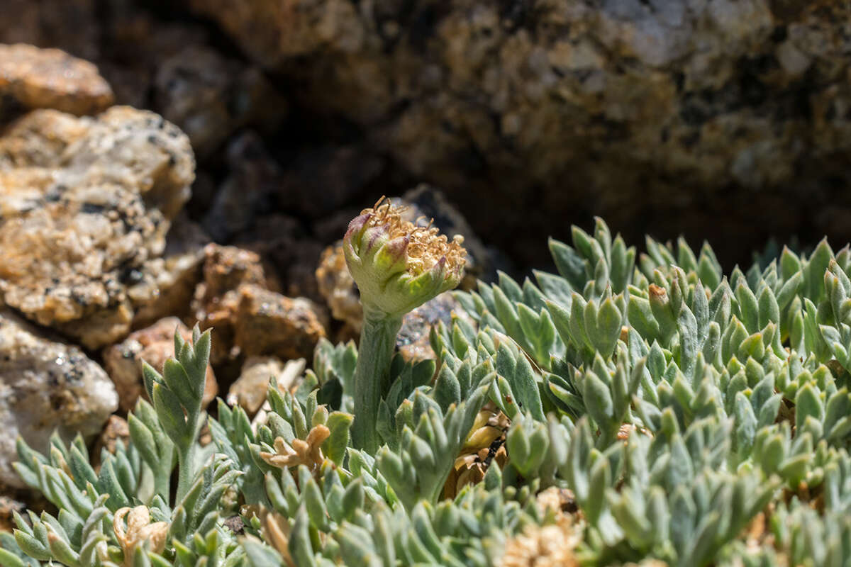 Plancia ëd Podistera nevadensis (A. Gray) S. Wats.