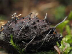 Sivun Xylaria carpophila (Pers.) Fr. 1849 kuva