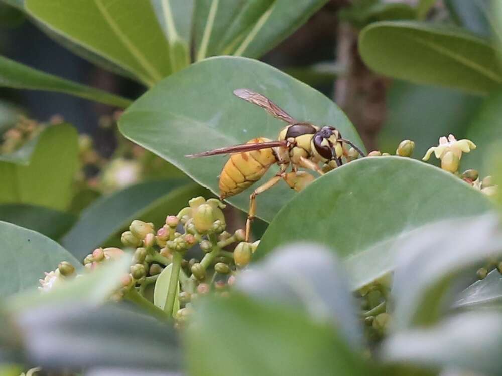 Imagem de Vespa bicolor Fabricius 1787