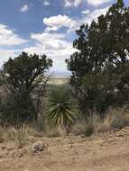 Image de Yucca madrensis Gentry