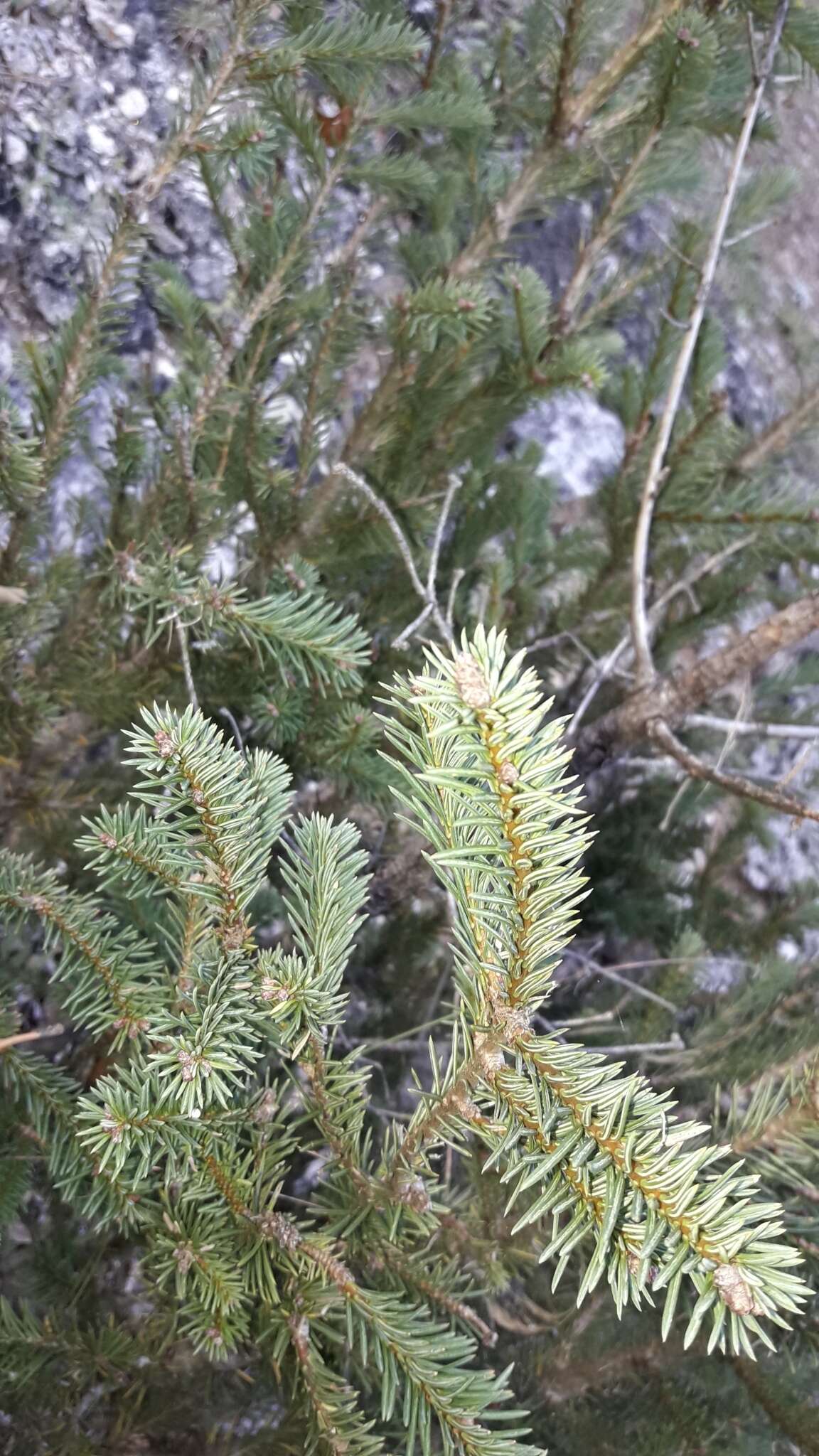 Image of Vejar's Fir