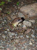 Image of Fleay’s Barred-frog