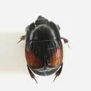 Image of Clown beetle