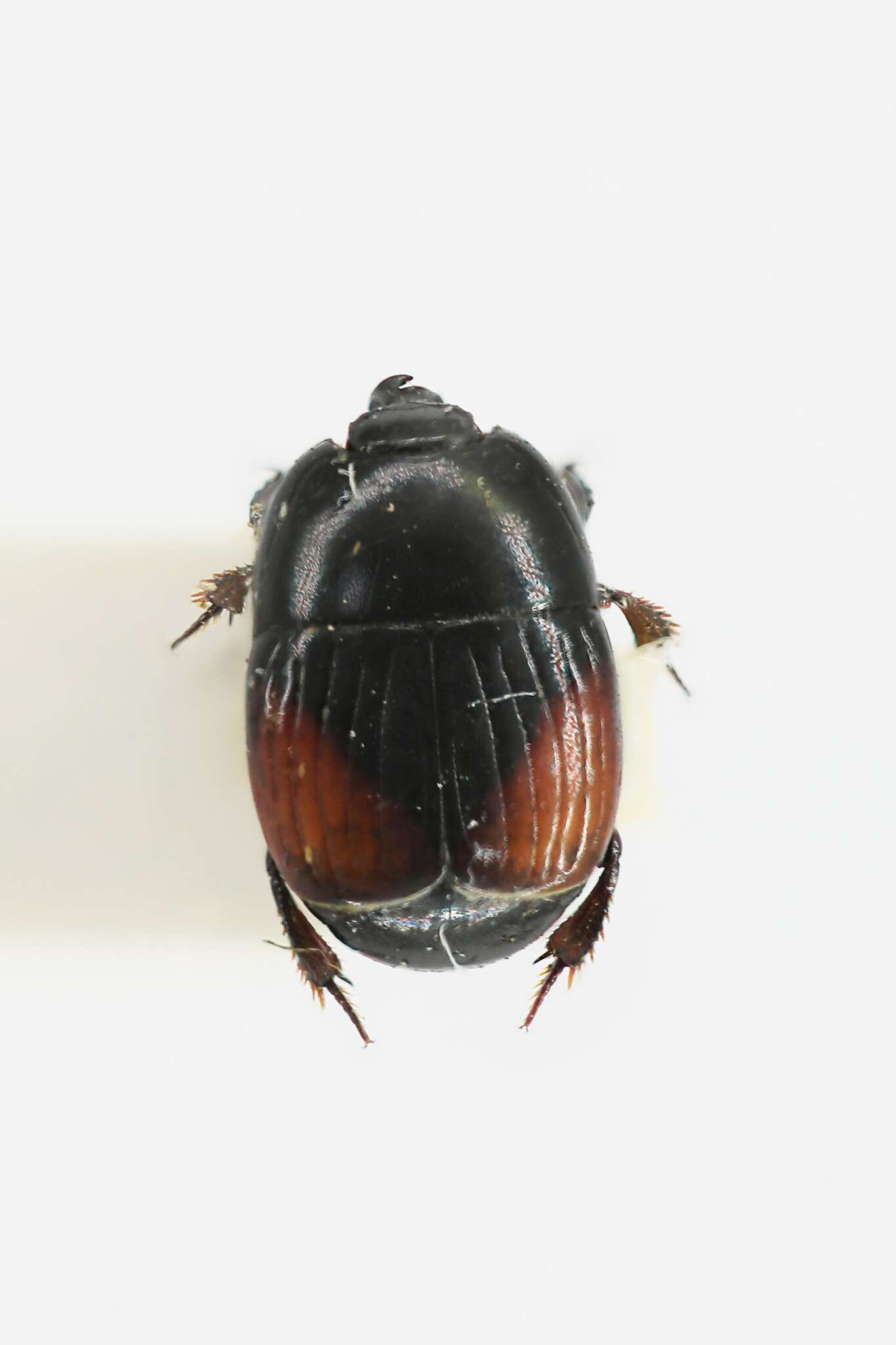Image of Clown beetle
