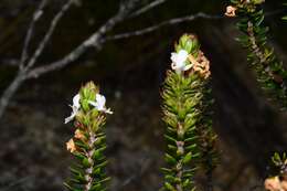 Image de Westringia rubiifolia R. Br.