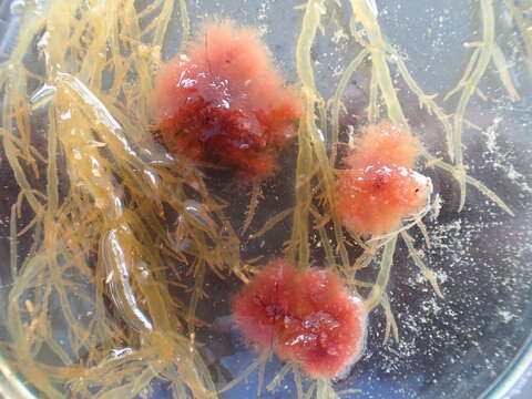 Image of Red algae