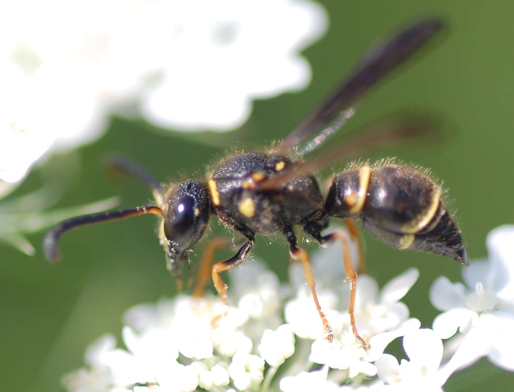 Image of Ancistrocerus campestris (de Saussure 1853)