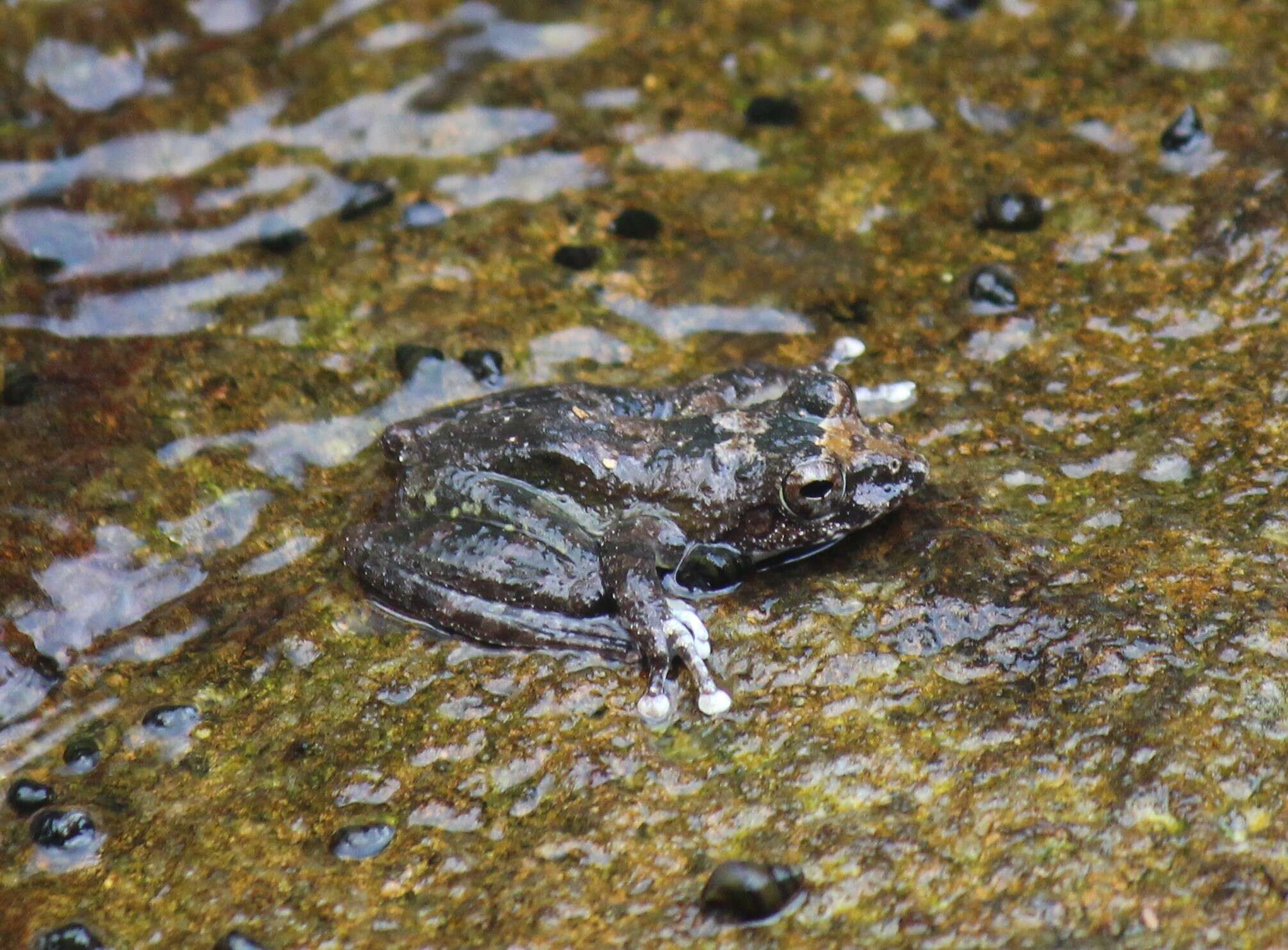 Image of Buergeria oxycephala (Boulenger 1900)