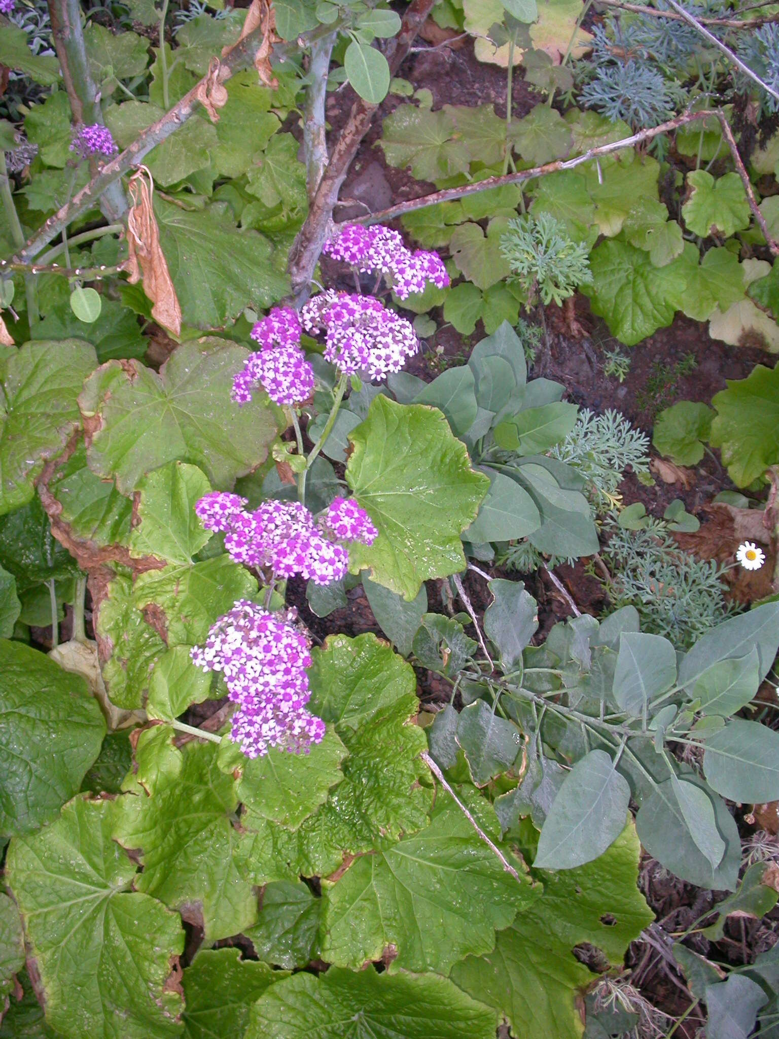 Plancia ëd Pericallis papyracea (DC.) B. Nord.