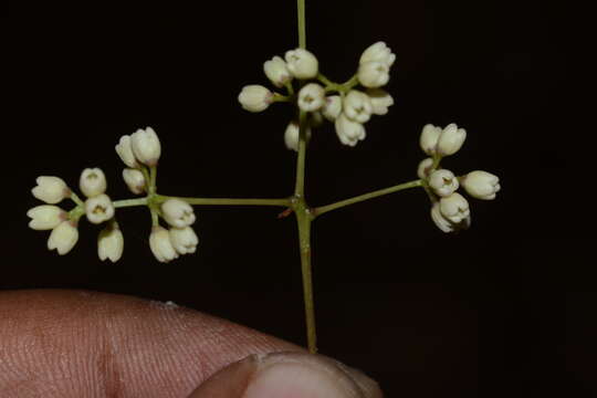 Image of Olea dioica Roxb.