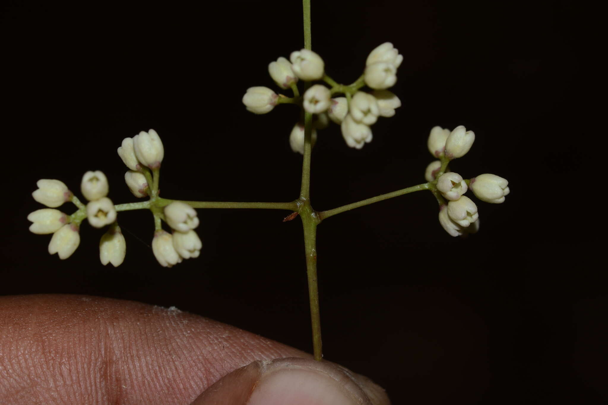 صورة Olea dioica Roxb.