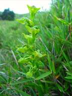 Image of Platanthera pachyglossa Hayata