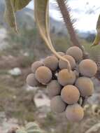 Image of Solanum crinitipes Dun.