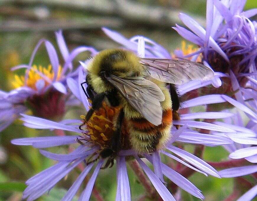 Слика од Bombus rufocinctus Cresson 1864