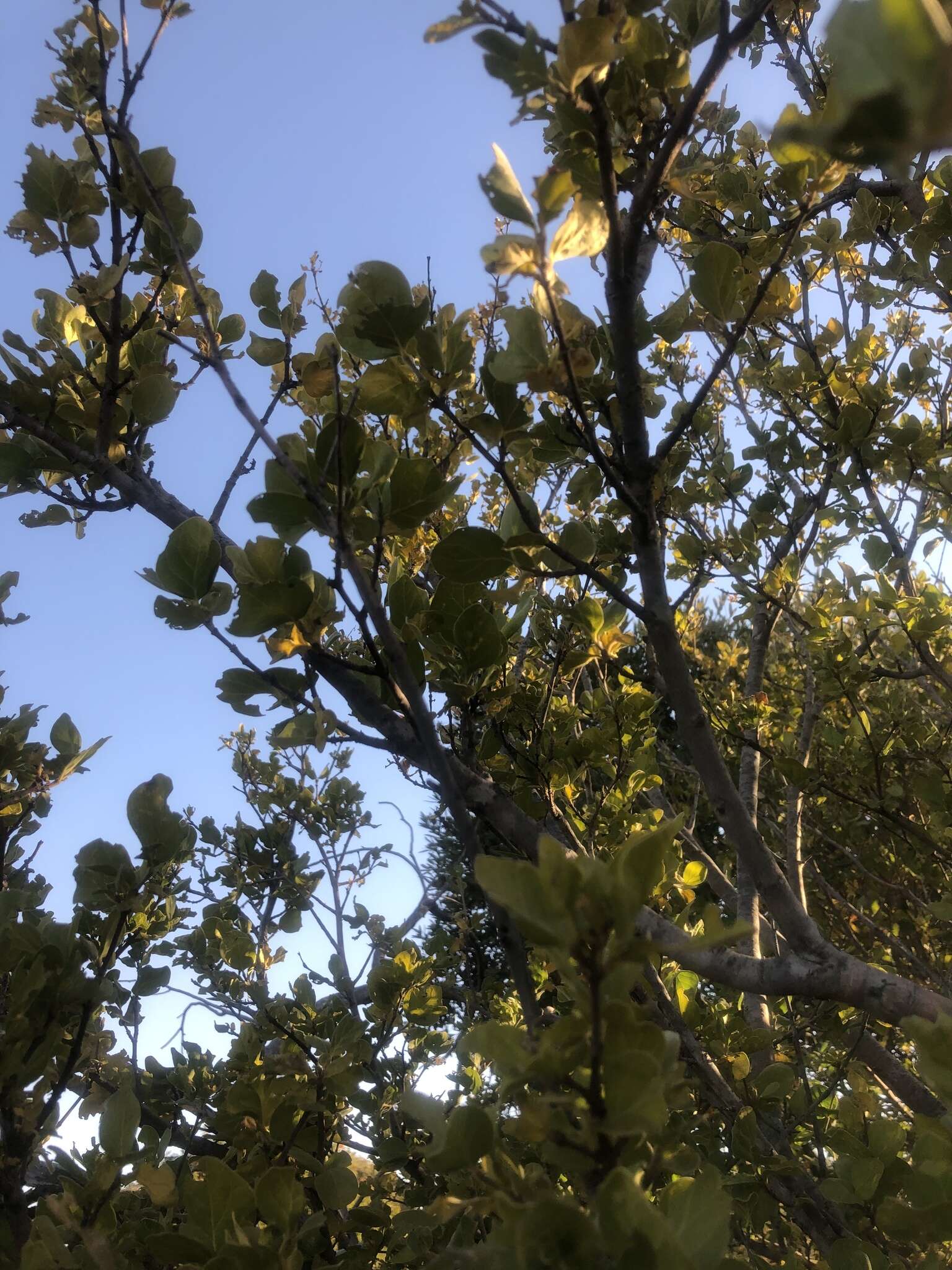 Image of Afrocanthium gilfillanii (N. E. Br.) Lantz