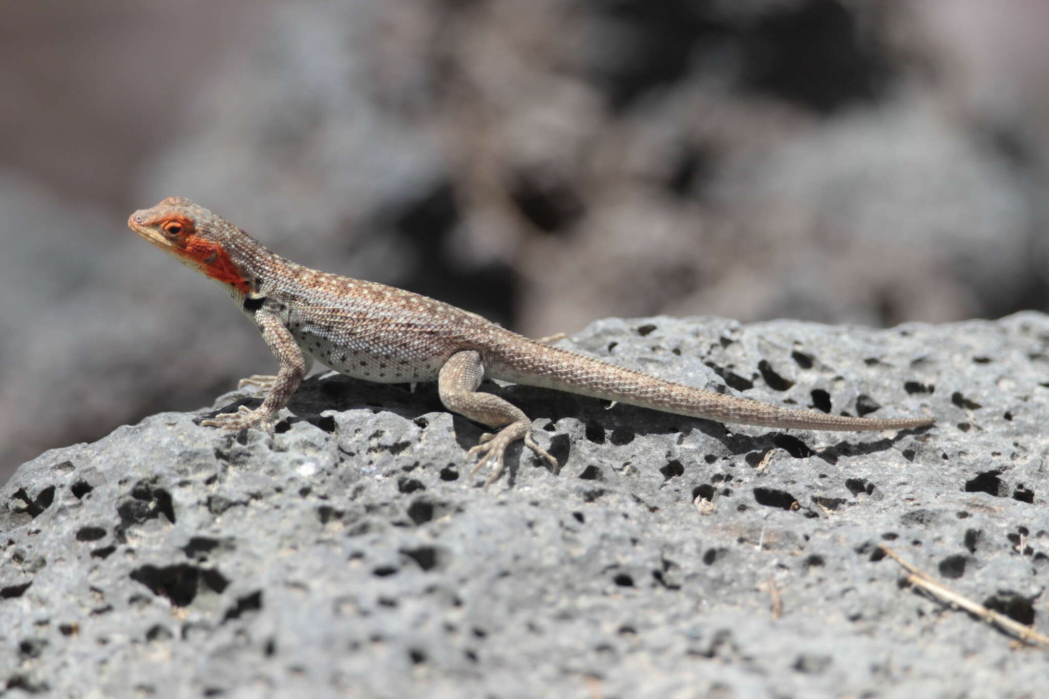 Image of Galapagos Lava Lizard