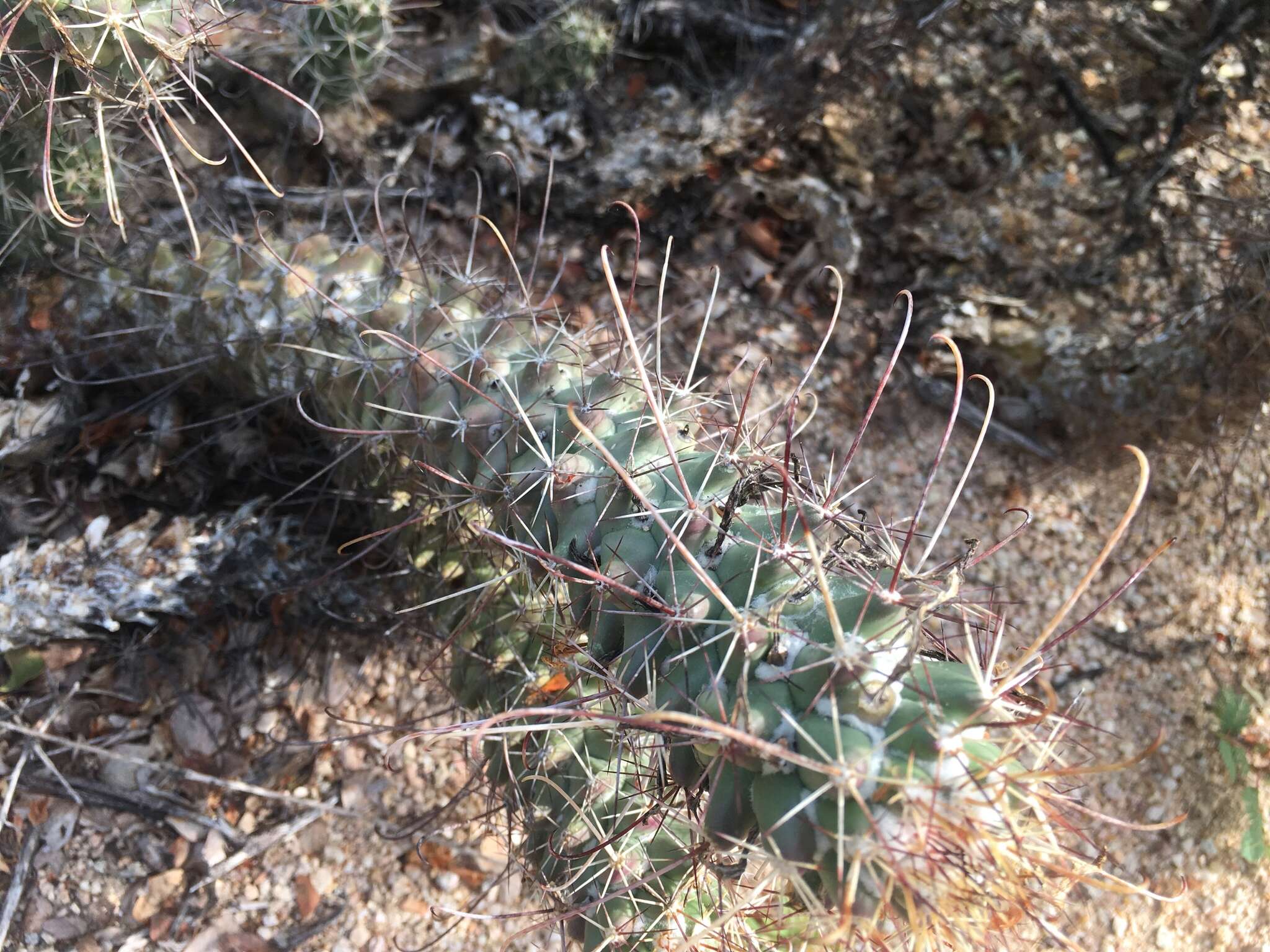 Imagem de Mammillaria poselgeri Hildm.