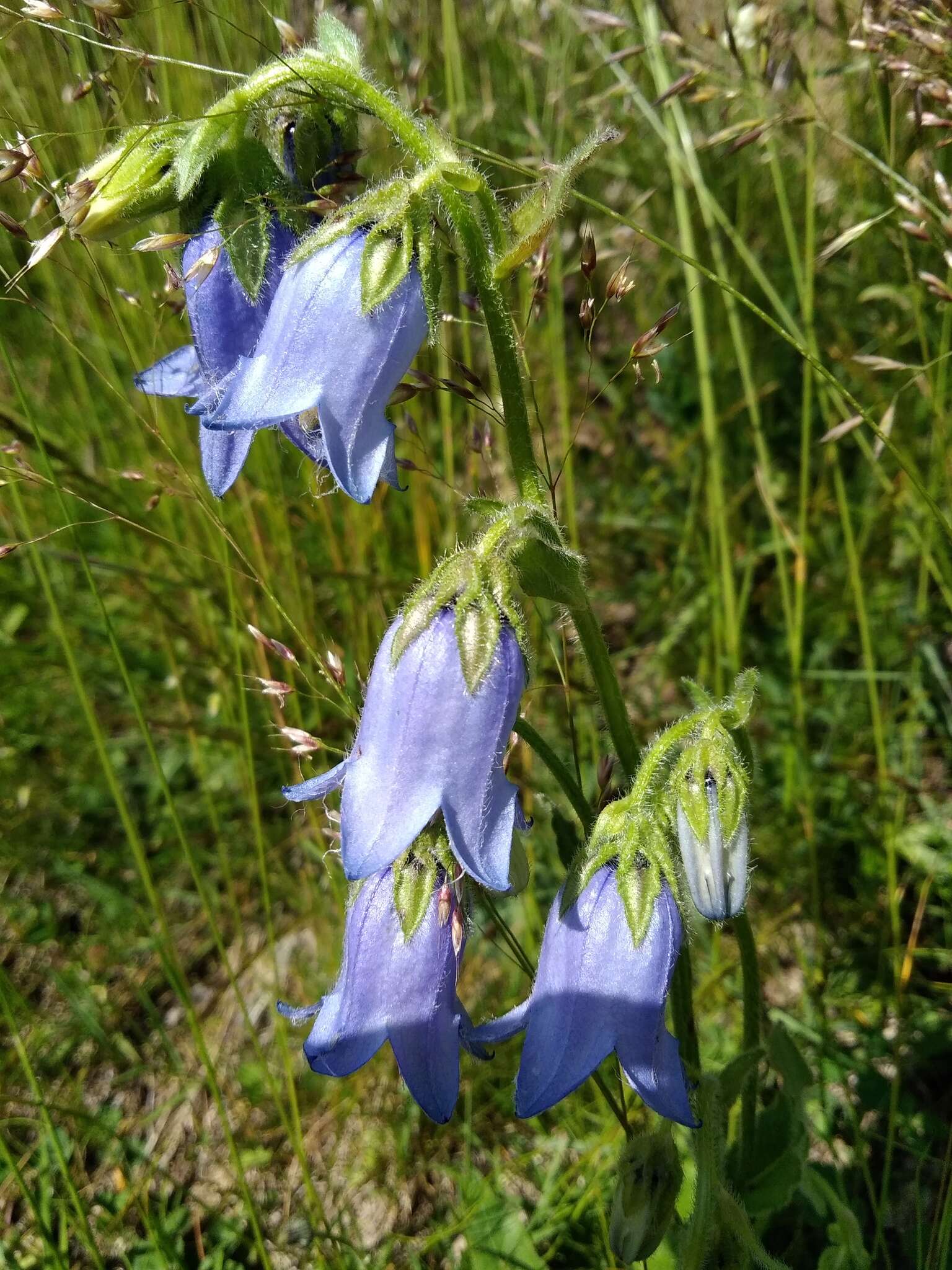 Image of Bearded Bellflower