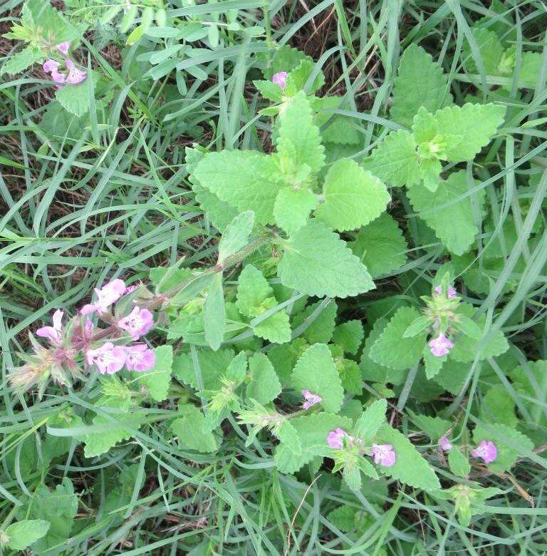 Image of PInk Mint